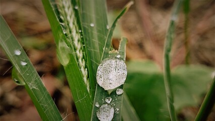 A macro shot of a water droplet on a green leaf, sparkling with light rays and smaller droplets. The blurred background highlights nature's freshness. Ideal for environmental, nature, or artistic.