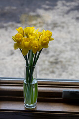 Macro view of a bunch of yellow daffodil blossoms on a window sill with defocused white snow landscape background