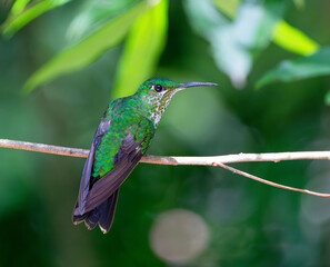 hummingbird standing on the branch