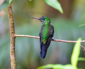 hummingbird standing on the branch