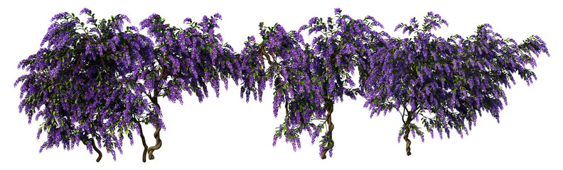 3D Render Ivy Plant on Transparent Background