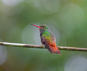 hummingbird standing on the branch