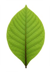 Obraz premium Single vibrant green leaf detailed veins bright light. AI Generated