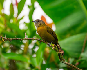 close up on tropical bird in the forest