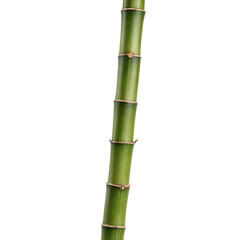 Obraz premium Bamboo stalk isolated on transparent background