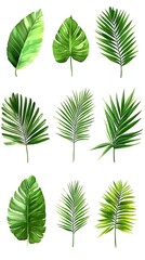 Watercolor Painted Botanical Studies Of Assorted Tropical Leaves