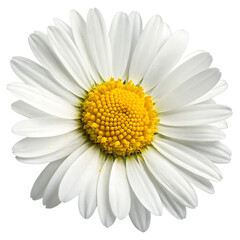 Daisy flower isolated on transparent background