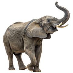 Obraz premium Elephant with raised trunk isolated on transparent background