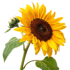 Obraz premium Sunflower isolated on transparent background