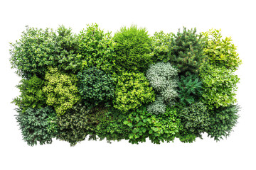 Obraz premium Lush green foliage arrangement showcasing a variety of plants on a white isolated background.