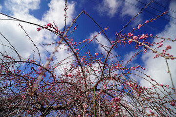 春の青空の下のもうすぐ花開く梅の蕾