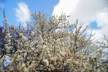 青空に映える早春の白梅の花