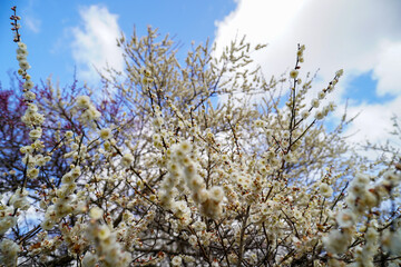 青空に映える早春の白梅の花