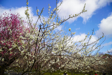 早春の青空の下の梅の林
