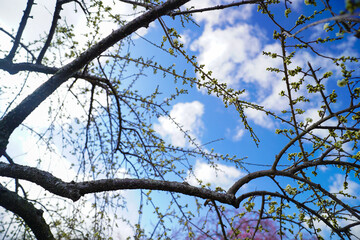 早春の青空の下で開花を待つ梅の木の蕾達