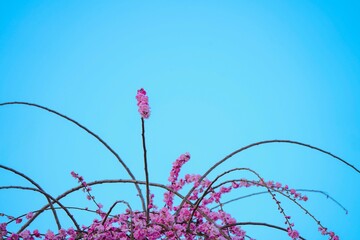 青空に映える梅の木の先端