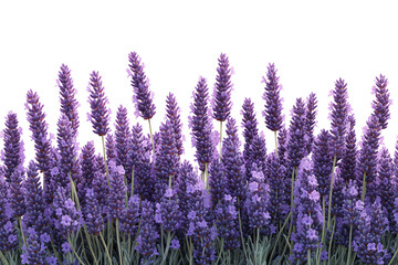 Naklejka premium Lush purple lavender flowers blooming, showcasing vibrant colors against a white isolated background.