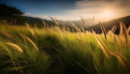 Fototapeta premium long grass