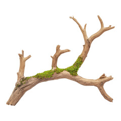 Natural Driftwood Branch with Green Moss Detail
