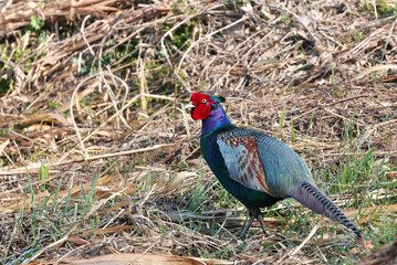 Beautiful Japanese Phesant with an impressive bright red face and extreme colors