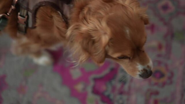 Cute Small Puppy Looks at Camera