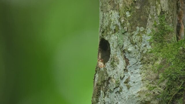 a rufous piculet bird or Sasia abnormis chick is in a nest ib a dry wooden hole