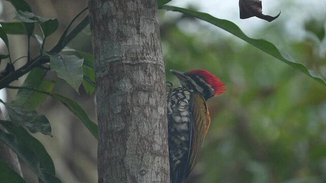 a read-head common flameback bird is climbing a tree that being blown by the wind