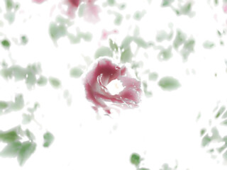 Fototapeta premium 寒椿