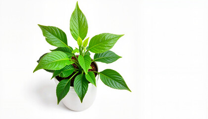 Obraz premium Lush green plant in white pot on seamless background, nature's beauty
