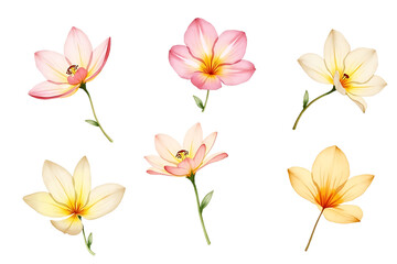 Naklejka premium set of flowers isolated