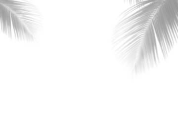 Overlay effects of realistic palm leaf shadows shadows isolated on transparent background,tropical leaves shadows