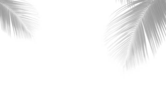 Overlay effects of realistic palm leaf shadows shadows isolated on transparent background,tropical leaves shadows