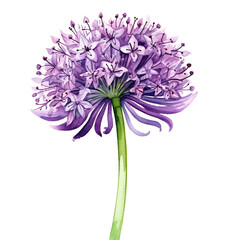 Purple Allium PNG Clipart