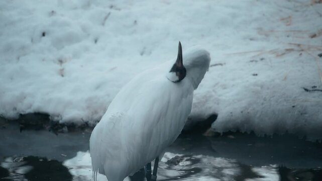 Whooping crane bird cleaning its feather while standing in the pond in winter