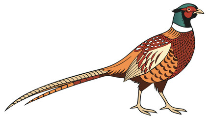 Pheasant Vector Illustration – Colorful Game Bird Clipart, Hunting Logo, Wildlife Art, Rural Countryside Drawing, Ornamental Feathers, Nature Design