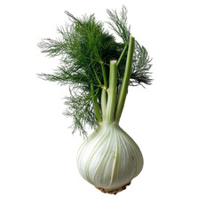 Close-up of a bulbous fennel plant with vibrant green fronds against a transparent background. The fennel bulb is pale white with visible layers, and the fronds are lush and detailed