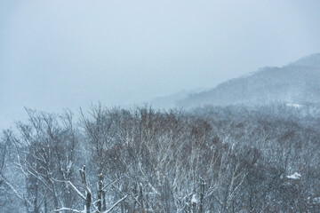Snow-Covered Trees and Misty Mountain in a Muted Winter Landscape Under an Overcast Sky.