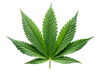Cannabis Hemp Marijuana Green Fresh Leaf isolated on transparent Background. Green Cannabis Leaf. Hemp Marijuana Leaf.