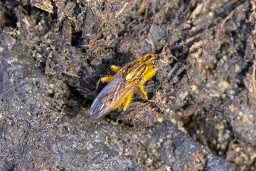 Eine auf einem Kuhfladen sitzende Gelbe Dungfliege in der Draufsicht