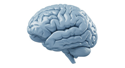Isolated Anatomical Brain Model Showcasing Cognitive Complexity