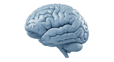 Isolated Anatomical Brain Model Showcasing Cognitive Complexity