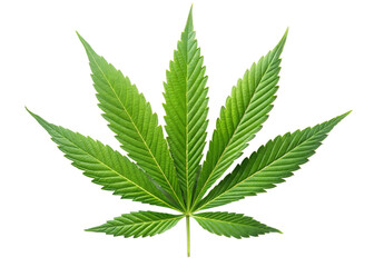 Cannabis Hemp Marijuana Green Fresh Leaf isolated on transparent Background. Green Cannabis Leaf. Hemp Marijuana Leaf.