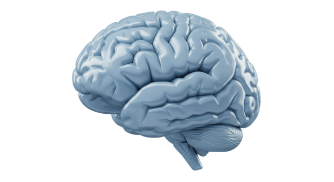 Isolated Anatomical Brain Model Showcasing Cognitive Complexity
