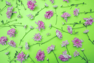 Women, mothers day card. Spring pink flowers flat lay Fresh dahlia flower on pastel green background