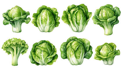 Collection of Green Cabbages Watercolor Illustration on Transparent Background