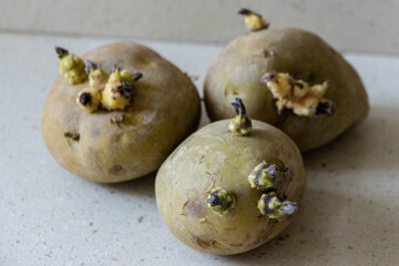 Sprouted Potatoes