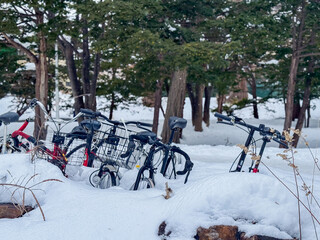 Bicycles Partially Buried in Snow Under Evergreen Trees in a Winter Park Landscape.