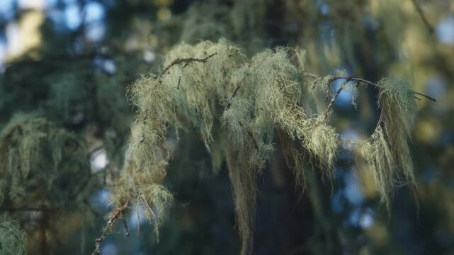 Close up of fishbone beard lichen growing on a tree in a forest