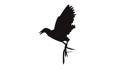 Flying African jacana bird Silhouette Design  And Vector Illustration. 