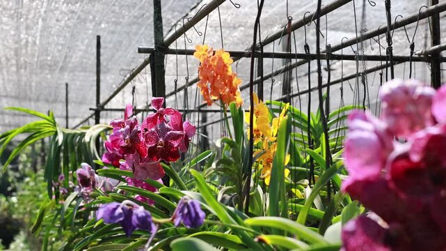 Vibrant Orchids in a Sunlit Greenhouse